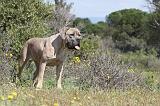 CANE CORSO 359